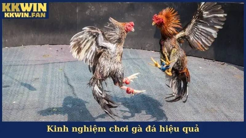 Kinh nghiệm chơi gà đá hiệu quả