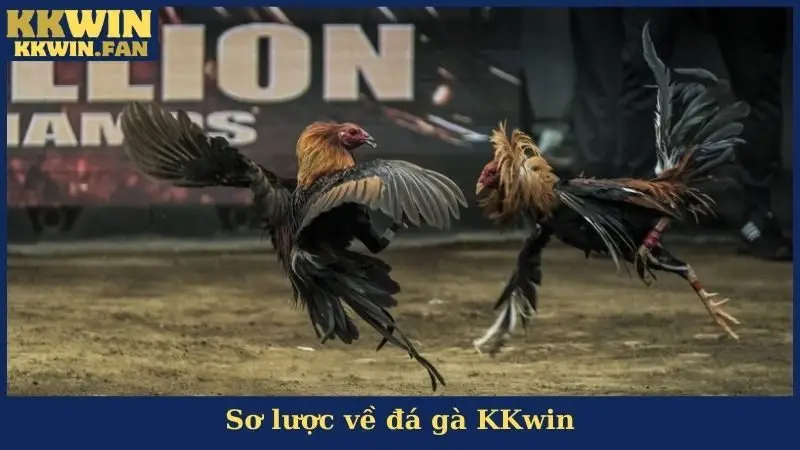 Sơ lược về đá gà KKwin